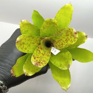 Neoregelia Cheers