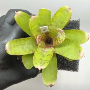 Neoregelia Wild Tiger
