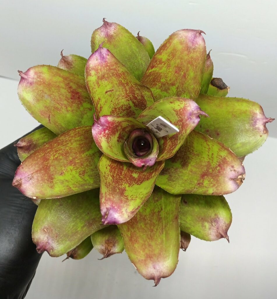 Neoregelia Orange Star