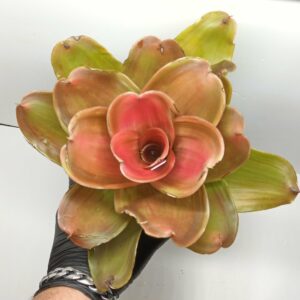Neoregelia Medusa Spineless
