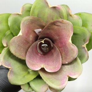 Neoregelia Ninja Mini
