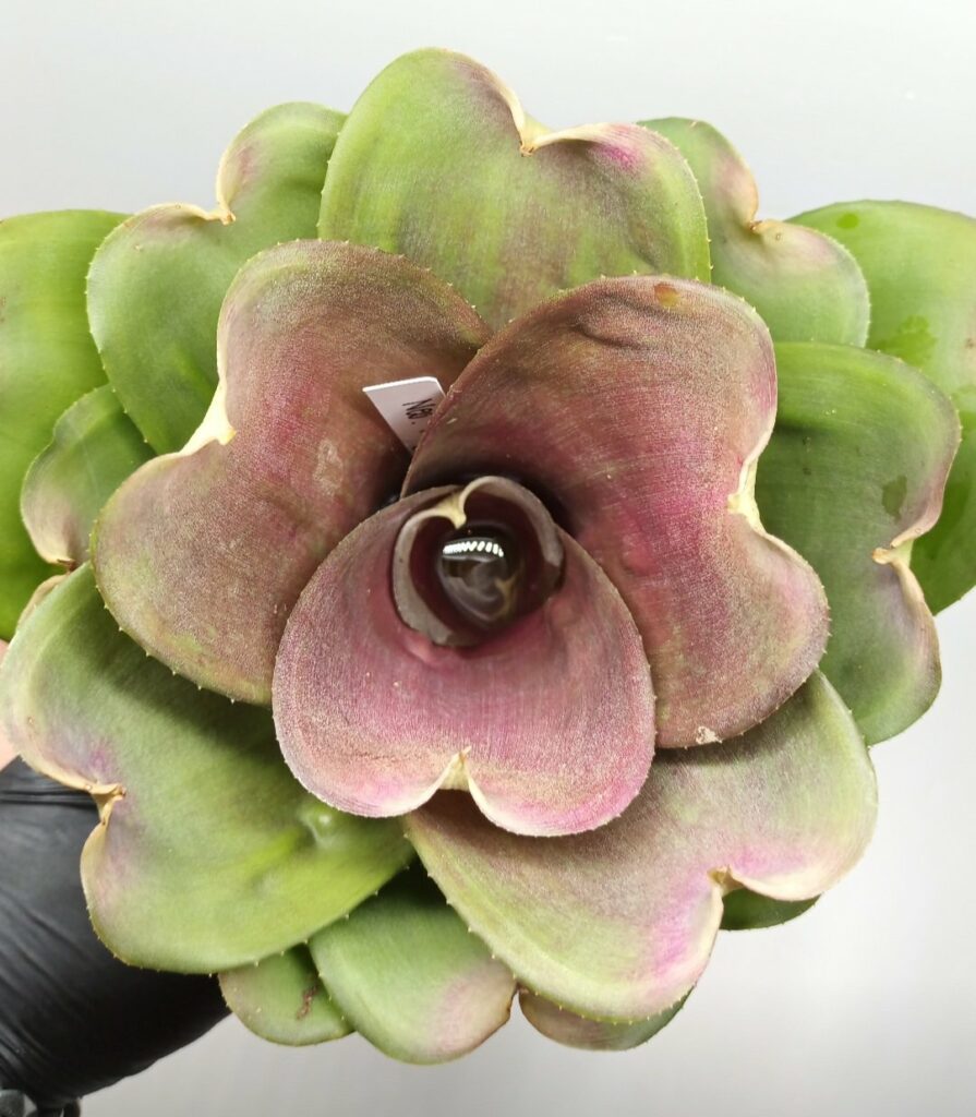 Neoregelia Ninja Mini
