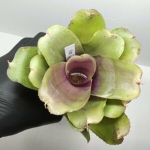 Neoregelia Green Rose