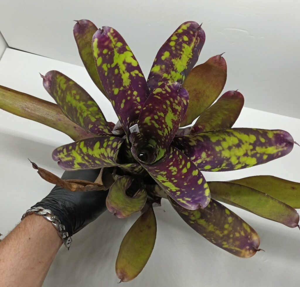 Neoregelia Wine and gold