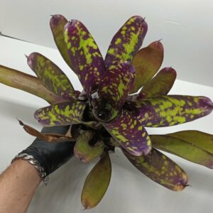 Neoregelia Wine and gold