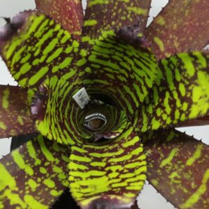 Neoregelia Sunfire storm