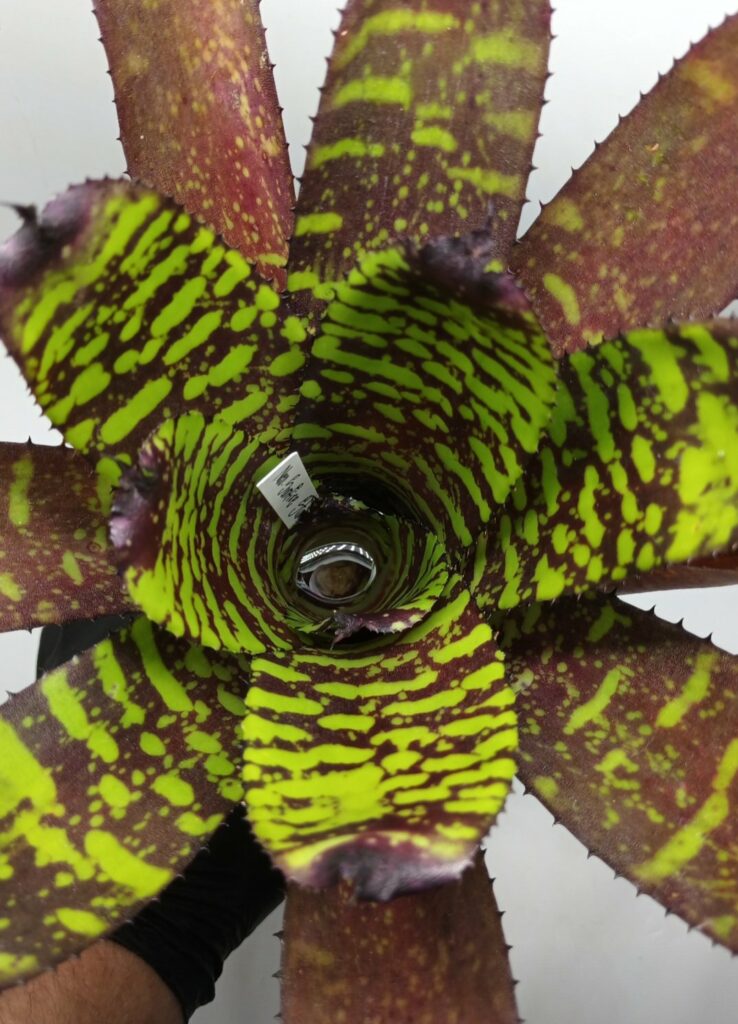 Neoregelia Sunfire storm