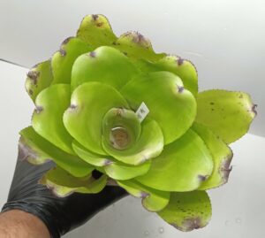 Neoregelia Hybrid ninja