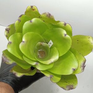 Neoregelia Hybrid ninja