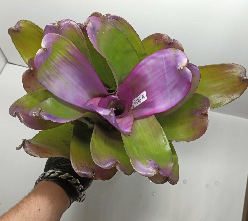 Neoregelia Shocking Pink