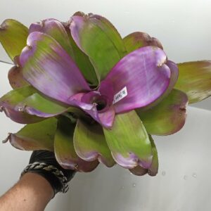 Neoregelia Shocking Pink
