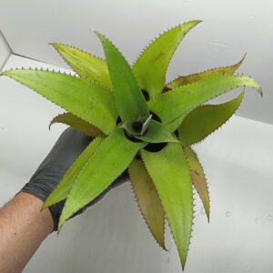 Neoregelia Pendula x rosea