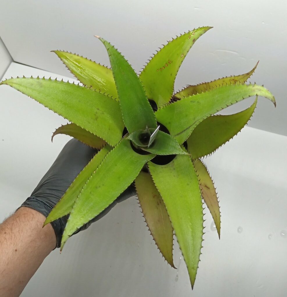 Neoregelia Pendula x rosea