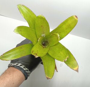 Neoregelia Green spot