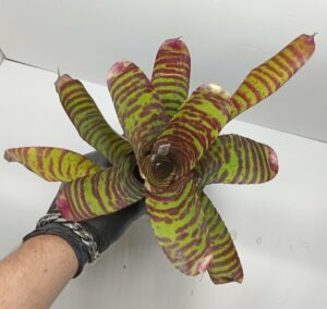 Neoregelia High Voltage