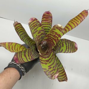 Neoregelia High Voltage