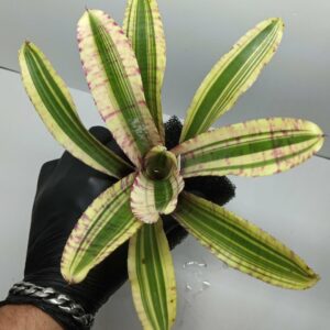 Neoregelia Zeppo