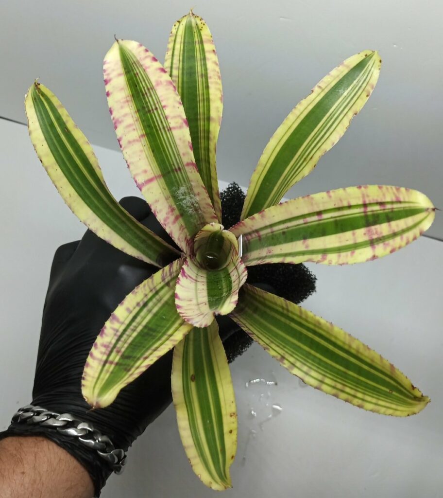 Neoregelia Zeppo