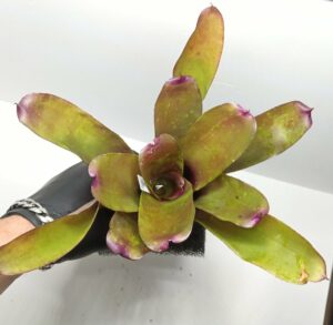Neoregelia Red Hybrid