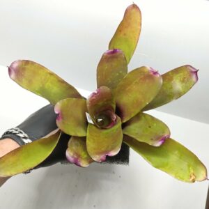 Neoregelia Red Hybrid