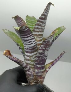 Aechmea Chantinii Hybrid