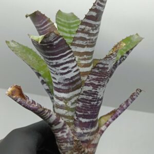 Aechmea Chantinii Hybrid