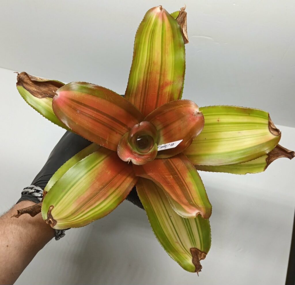 Neoregelia Orange glow