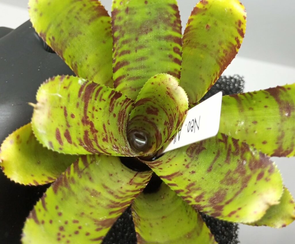 Neoregelia Alley Cat