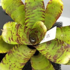Neoregelia Alley Cat