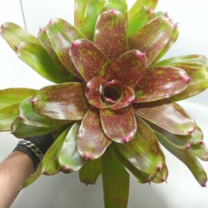 Neoregelia Walking Tall