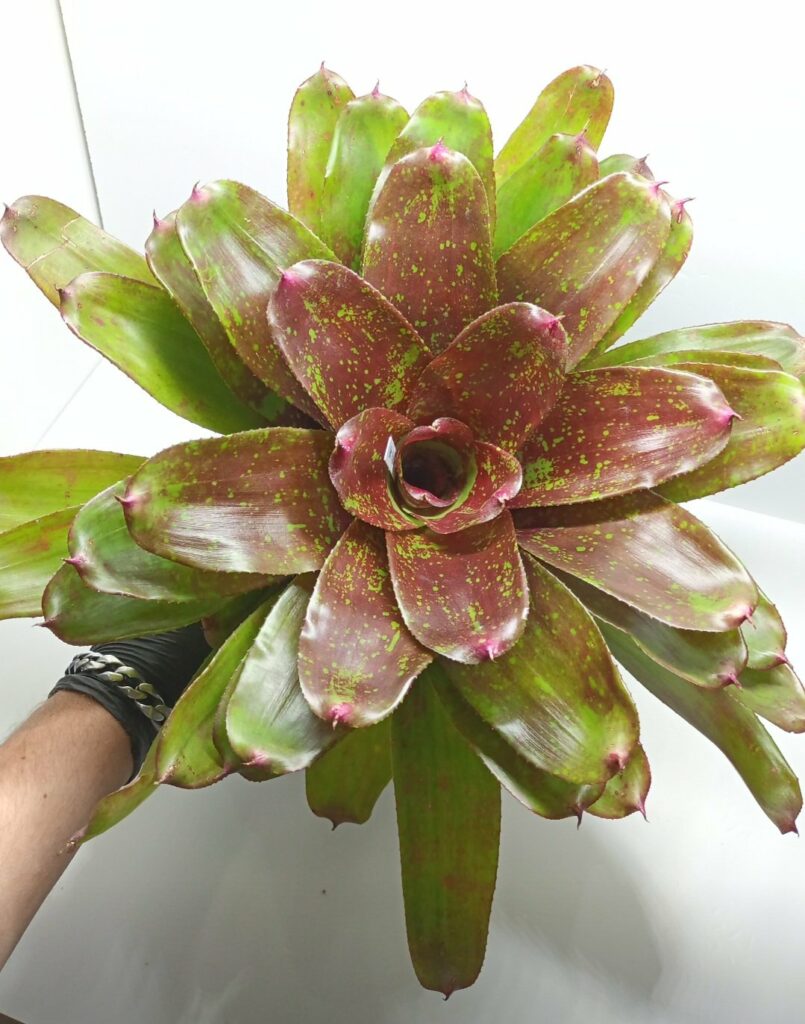 Neoregelia Walking Tall