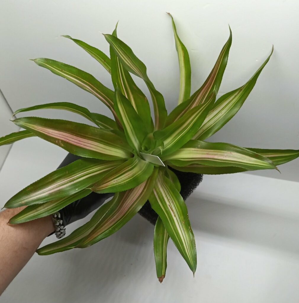 Neoregelia Tricolor