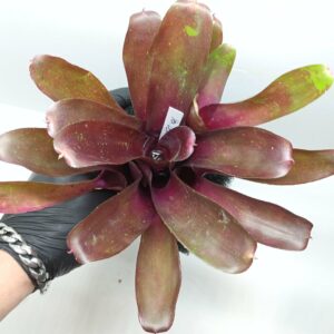 Neoregelia Levis Red