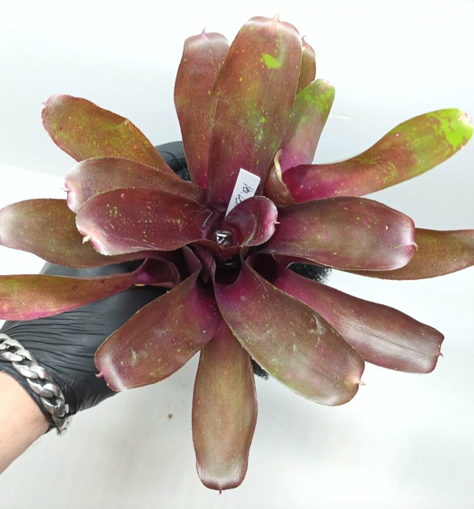 Neoregelia Levis Red
