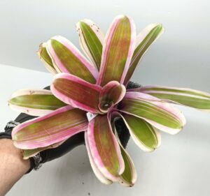 Neoregelia Annick