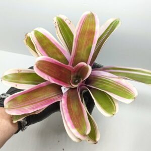 Neoregelia Annick