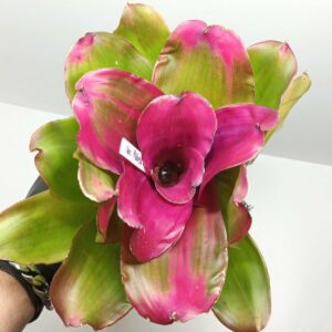 Neoregelia Medusa x Lila