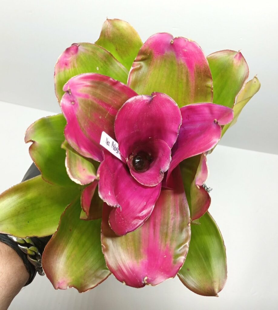 Neoregelia Medusa x Lila