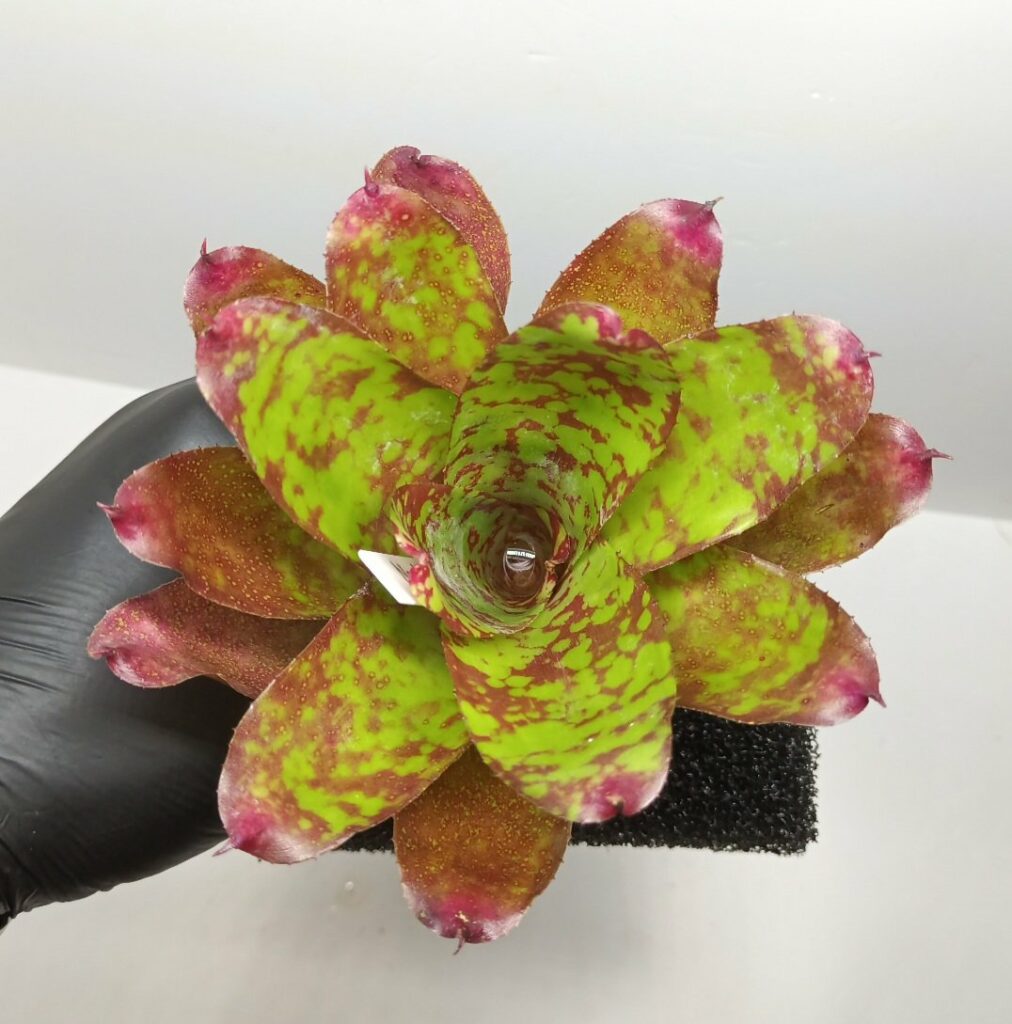 Neoregelia Winnie the Pooh