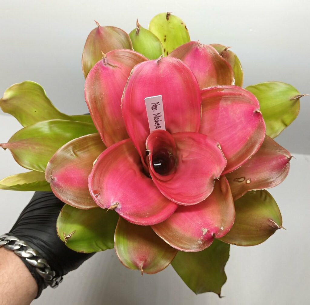Neoregelia Medusa Hybrid