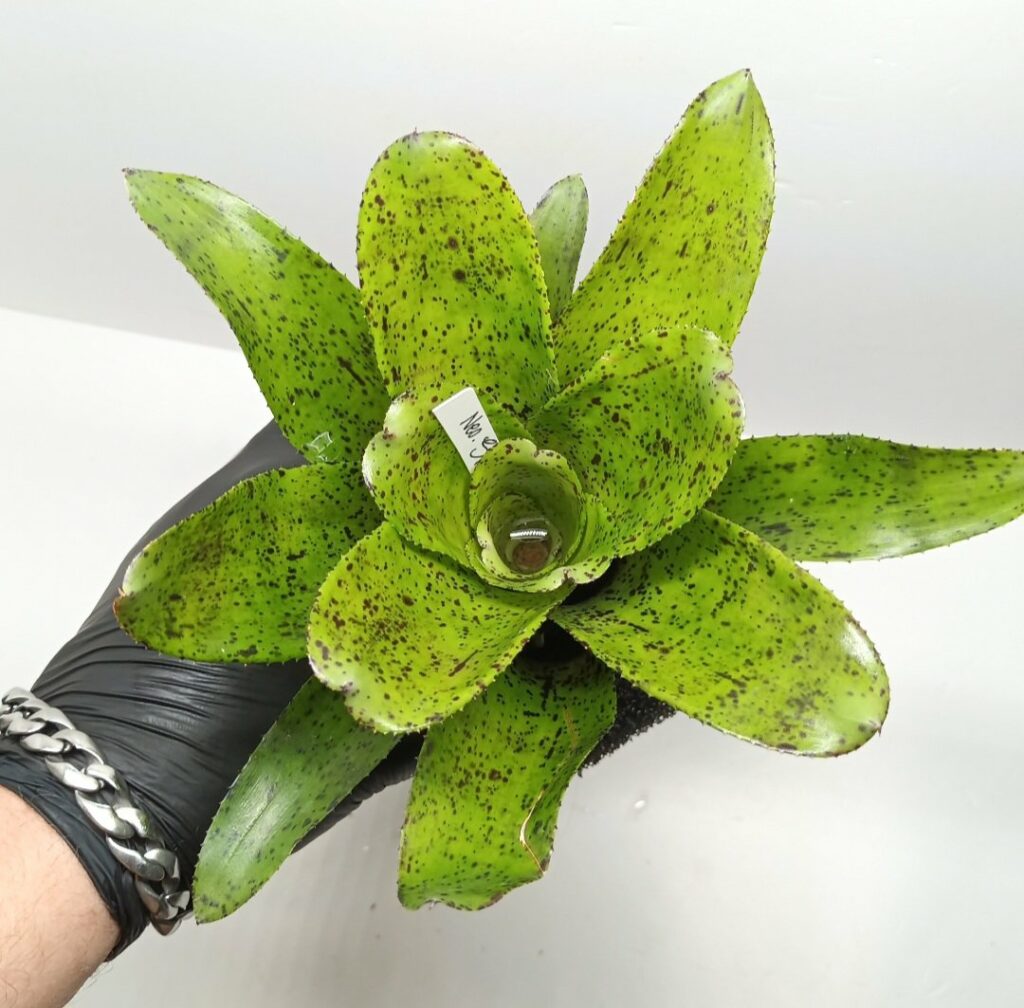 Neoregelia Shamrock