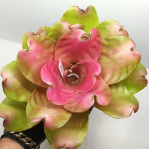 Neoregelia Pink Debbie