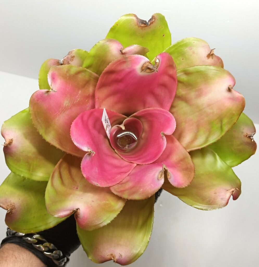 Neoregelia Pink Debbie