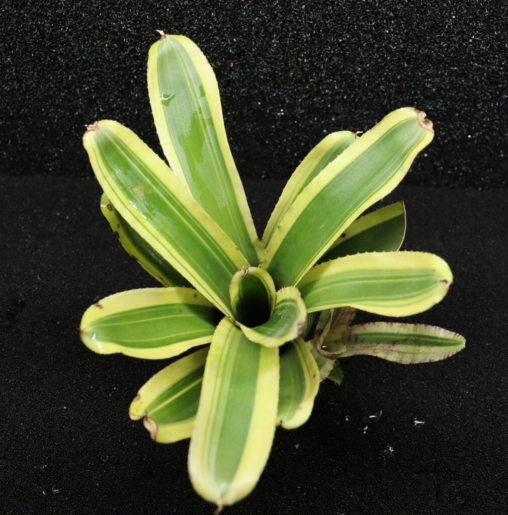 Neoregelia Zeppo