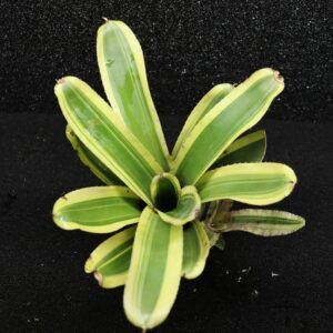 Neoregelia Zeppo
