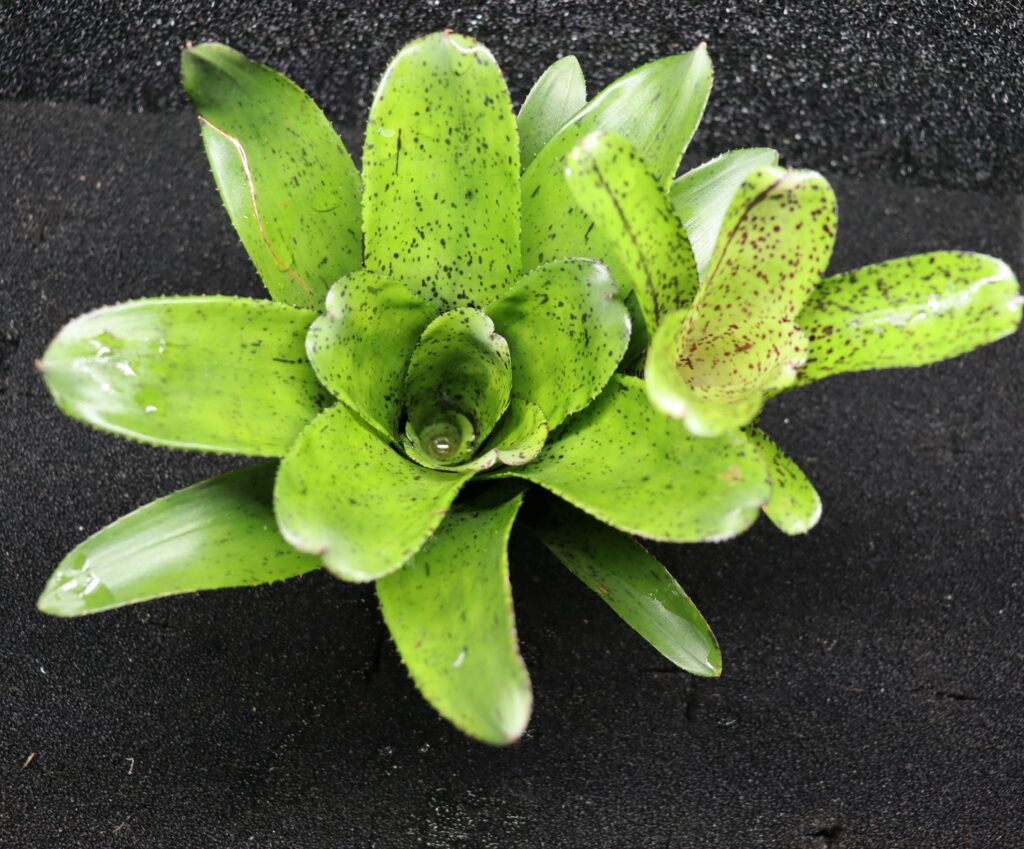 Neoregelia Shamrock