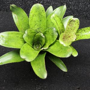 Neoregelia Shamrock
