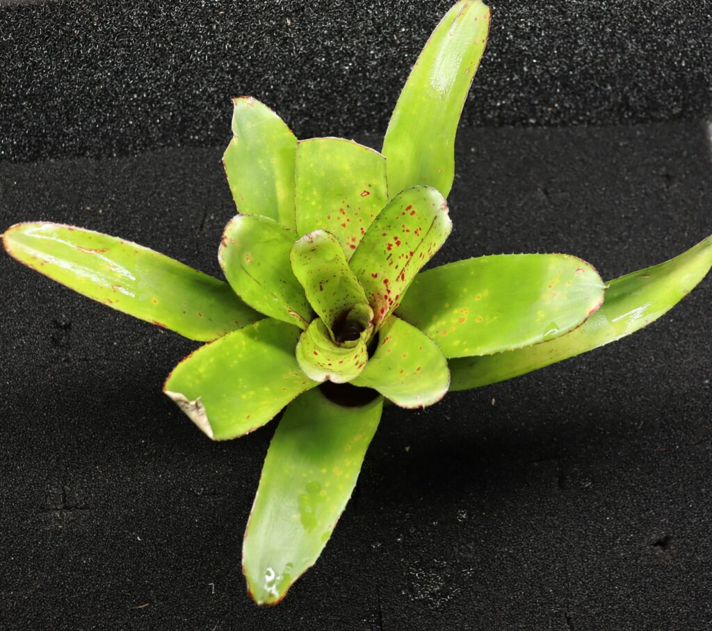 Neoregelia Green spot