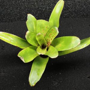 Neoregelia Green spot