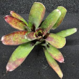 Neoregelia Wine and gold